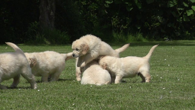 “家犬，金毛猎犬，在草地上奔跑的幼崽，诺曼底，慢镜头”视频下载