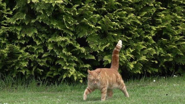 “诺曼底狩猎红虎斑家猫，慢镜头”视频下载