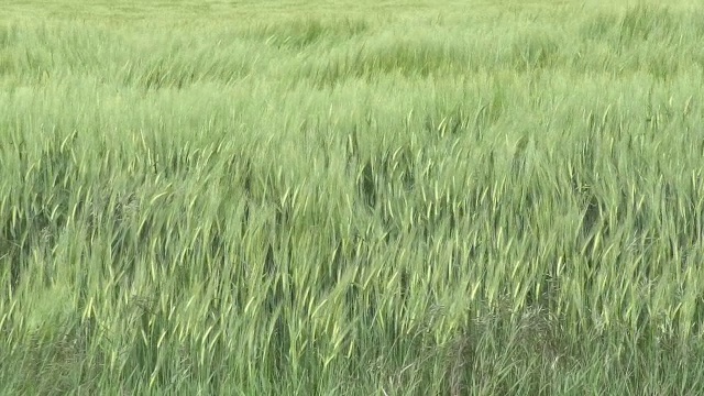 “诺曼底的乡村景观，慢镜头”视频下载