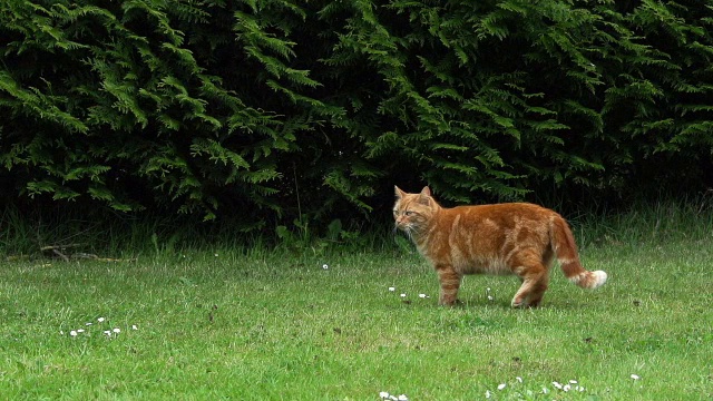 “红虎斑家猫在诺曼底草坪上奔跑，慢镜头”视频下载