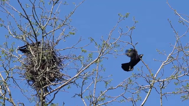 “乌鸦，乌鸦，飞行中的成人，从法国卢瓦尔的鸟巢起飞，慢镜头”视频下载