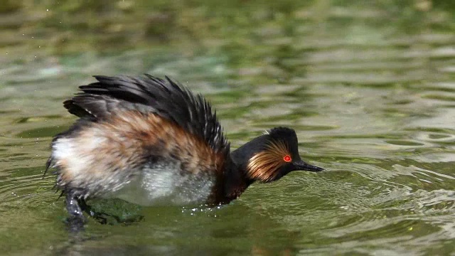 法国西南部比利牛斯山，黑颈鸟，黑颈鸟，成年在池塘里颤抖，慢镜头视频下载