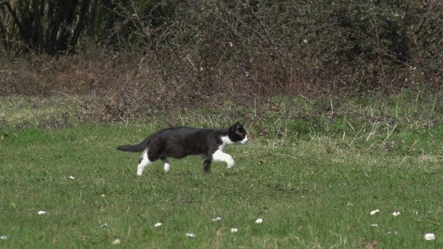 黑白家猫在诺曼底草地上奔跑慢镜头视频下载