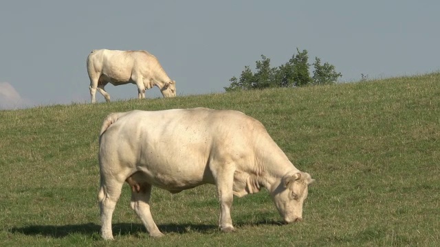 “夏洛来牛，法国品种，牛群吃草，在法国奥弗涅，实时”视频下载