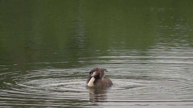 在法国东南部的Dombes，大冠毛鸊鹚，podiceps cristatus，成年鸊鹚在池塘里摇晃，慢镜头视频下载