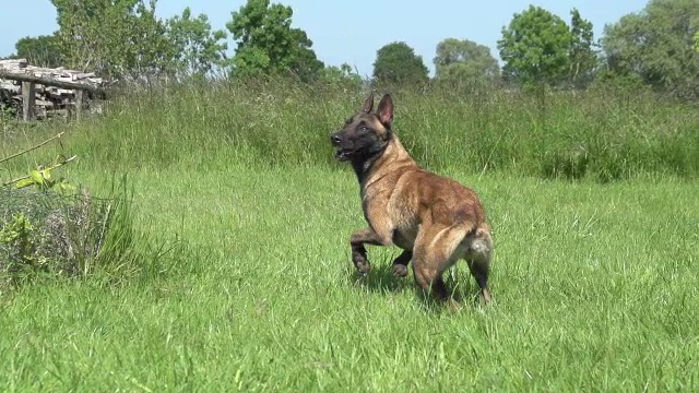“马利诺犬或比利时牧羊犬，女性在诺曼底的草地上玩耍，慢镜头”视频下载