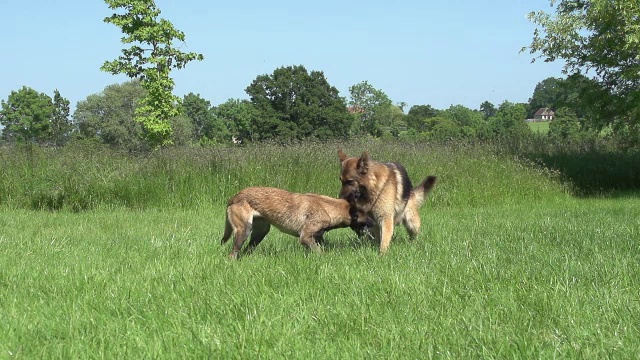 “马利诺牧羊犬或比利时牧羊犬母和德国牧羊犬公，在诺曼底的草地上玩玩具，慢镜头”视频下载