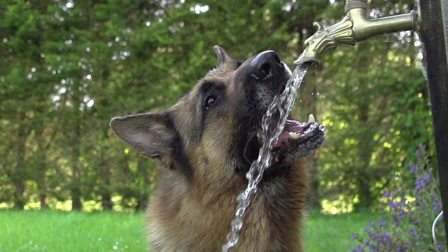 “家犬，德国牧羊犬，男性在喝水，录像带，诺曼底，慢镜头”视频下载
