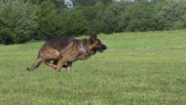 家犬，德国牧羊犬，男性在诺曼底的草地上奔跑，慢镜头视频下载