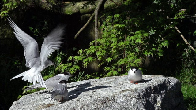 “普通燕鸥，黑胸燕鸥，成年冬羽，在法国西南部比利牛斯山的岩石上降落，慢镜头”视频下载