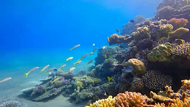 一群鲷鱼在美丽的珊瑚礁-红海视频素材