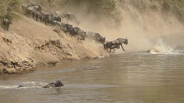 肯尼亚的角马大迁徙视频下载