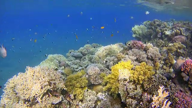 海底珊瑚礁与许多鱼在红海视频素材