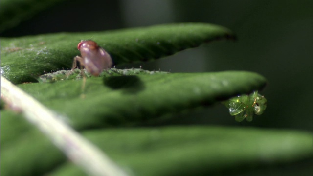 夏威夷，食肉毛虫捕食果蝇视频下载