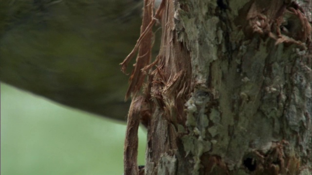 夏威夷，毛伊岛鹦鹉嘴(伪黄斑叶虫)从树干上抓取食物视频下载