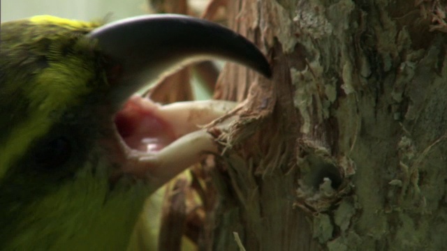 夏威夷，毛伊岛鹦鹉喙(伪黄斑叶)从树干上拔树皮视频下载