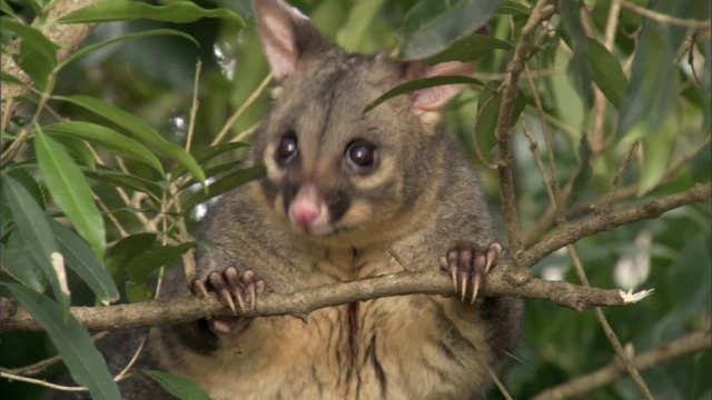 新西兰，帚尾负鼠在树上四处张望视频下载