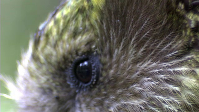 鸮鹦鹉的脸，新西兰Codfish岛视频素材