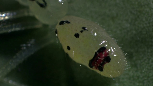 夏威夷叶子上的笑脸蜘蛛视频素材