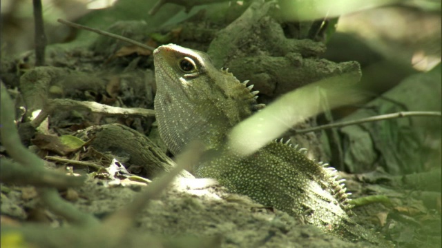 在新西兰斯蒂芬斯岛的森林里，大蜥蜴(斑蝶)张开了嘴视频素材