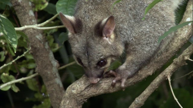 新西兰，帚尾负鼠正在树上爬树视频下载