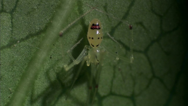 夏威夷叶子上的笑脸蜘蛛视频素材