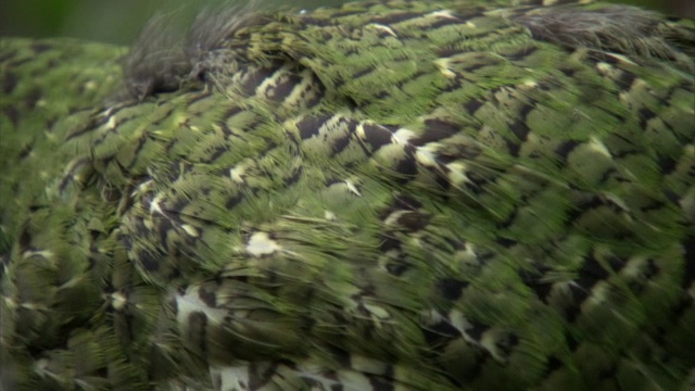 新西兰Codfish岛灌木丛中的鸮鹦鹉(鸮鹦鹉属)视频素材