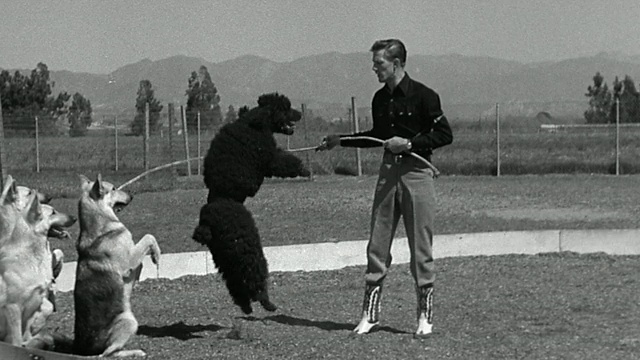 1954年黑白慢动作黑色狮子狗跳绳与人+德国牧羊犬后腿控制绳视频下载