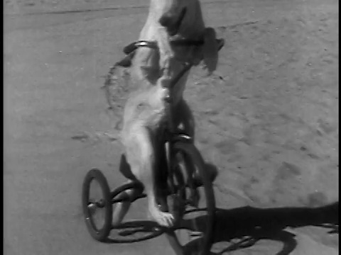 1936年B/W跟踪射击狗踩人行道+骑三轮车视频素材