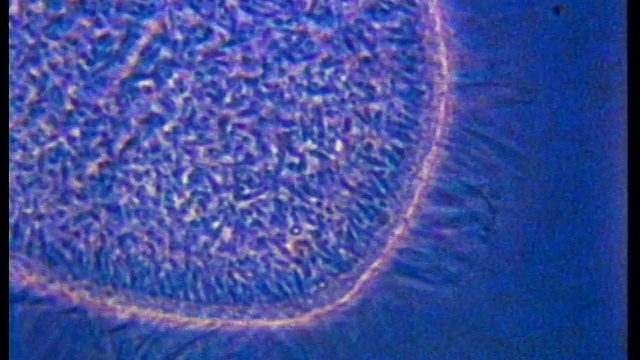 1988年显微镜近照草履虫，鞭毛快速摆动/蓝色背景视频下载