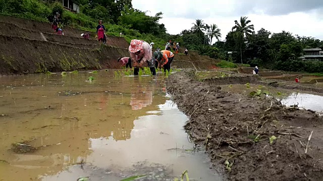 泰国农民在稻田里工作视频下载
