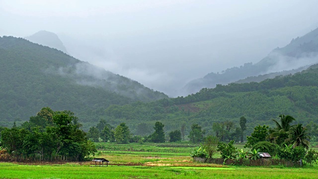 稻田在雨中，以山为背景视频素材