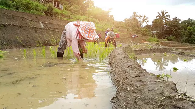 泰国农民在稻田里工作视频下载