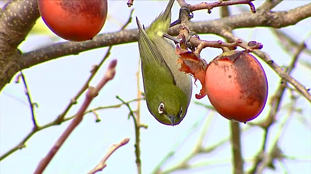 济州岛的小绿鸟倒挂在树上啄食柿子(济州岛以种植橘子闻名)视频下载