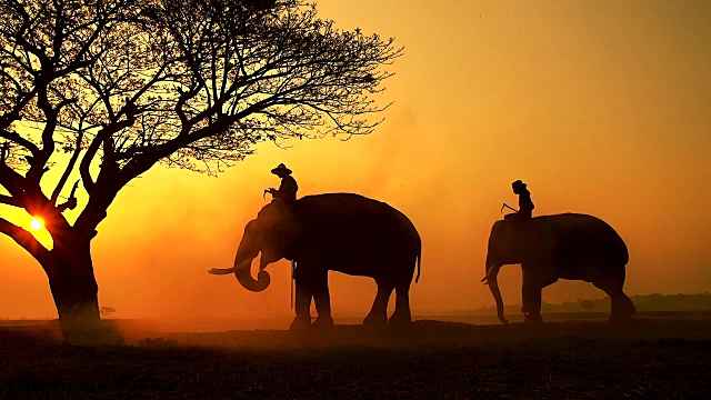 日出薄雾上大象和驯象人的剪影。视频下载