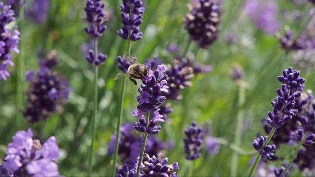 一只蜜蜂在英国家庭花园里的薰衣草花上视频下载