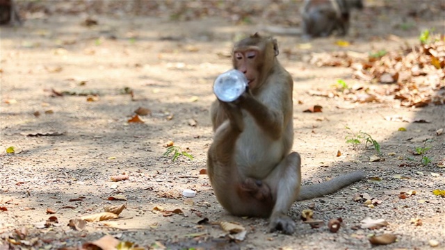 吃螃蟹的猕猴喝水视频素材