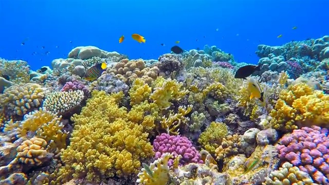 红海上丰富多彩的海洋生物珊瑚礁和大量的鱼类视频素材