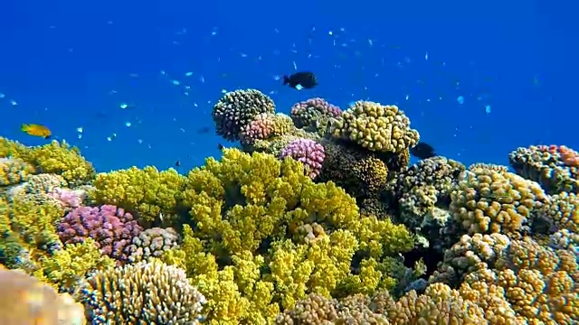 红海上的海底珊瑚礁和鱼群视频素材