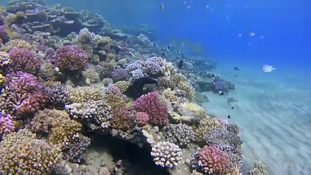 与鲷鱼/红海鱼群在珊瑚礁上浮潜视频素材