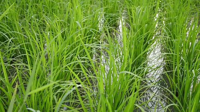 绿色水稻在田野淘金射击。视频素材
