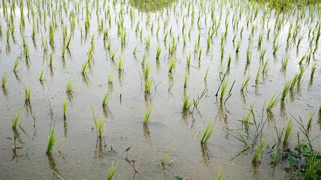 绿色水稻在田野淘金射击。视频素材