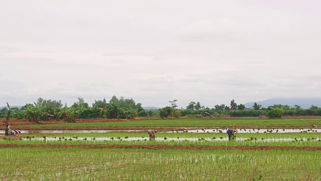 水稻种植视频素材