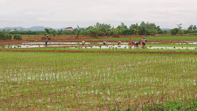 延时:水稻种植视频素材