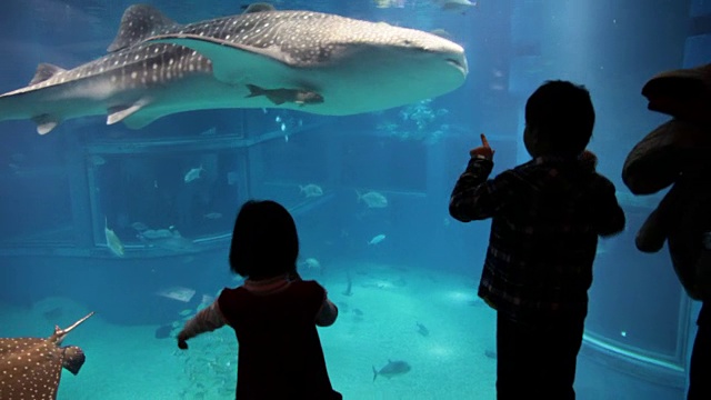 水族馆里的鳐鱼和鲸鲨视频素材