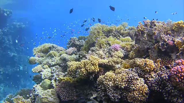 红海珊瑚礁与大量的鱼/马萨阿拉姆/埃及视频素材