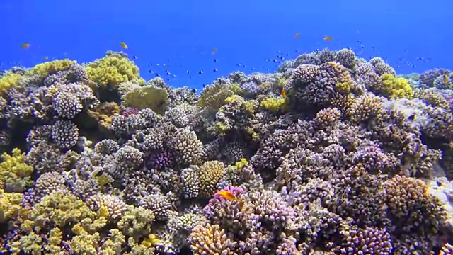 美丽的海底生物红海上的珊瑚视频素材