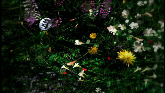 CGI上方的时间流逝，一束多色的花生长在草地上+盛开的填充屏幕视频下载