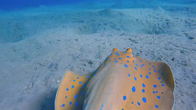 在红海上游泳的带尾蓝斑鳐视频下载