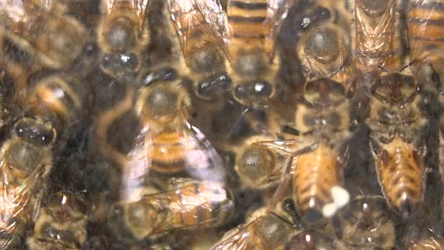 蜂箱靠近蜂巢视频素材